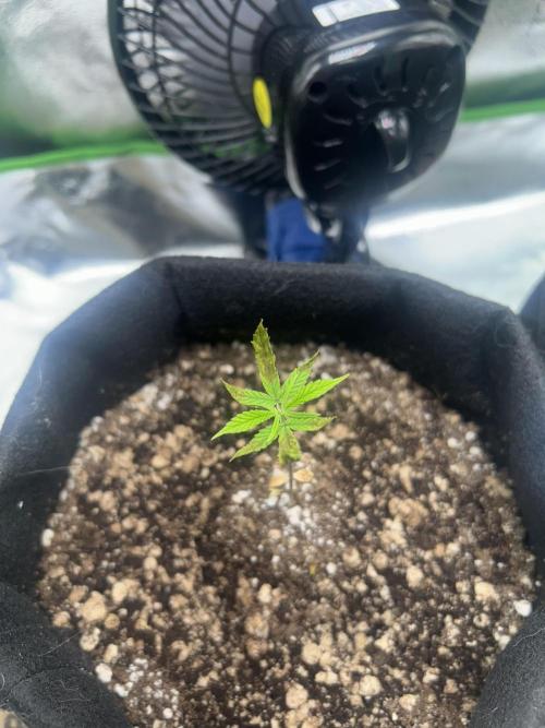 60x60x160. Week 5
