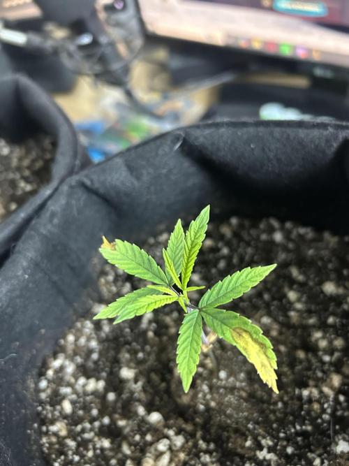BLUE ZUSHI. Week 6