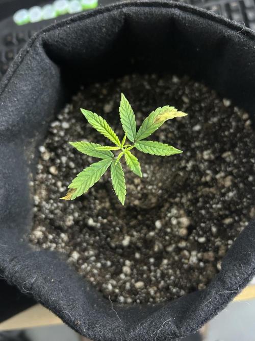 BLUE ZUSHI. Week 6