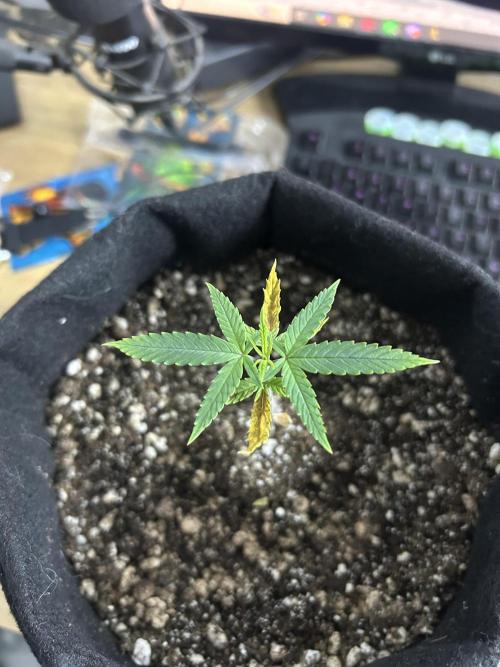 BLUE ZUSHI. Week 6