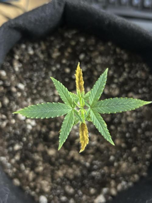 BLUE ZUSHI. Week 6