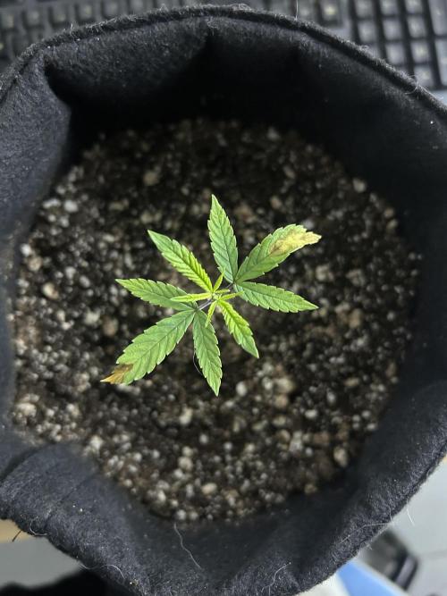 BLUE ZUSHI. Week 6