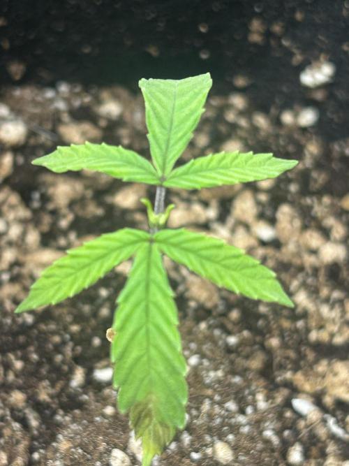 BLUE ZUSHI. Week 5