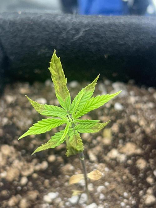 BLUE ZUSHI. Week 5