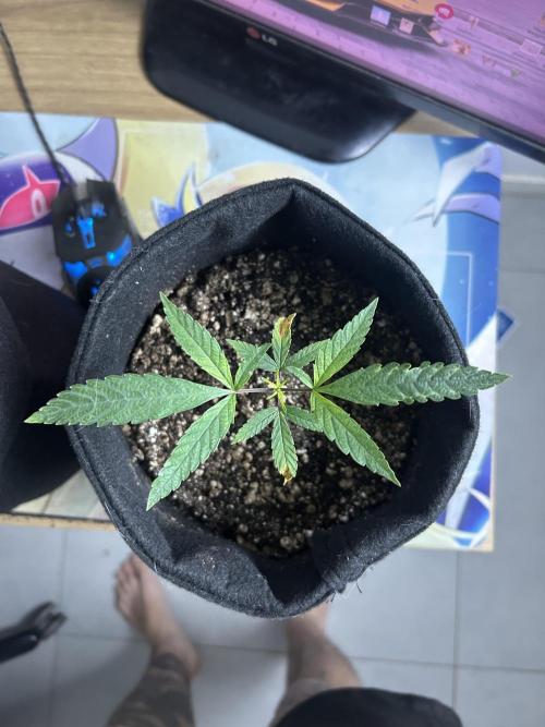 BLUE ZUSHI. Week 7