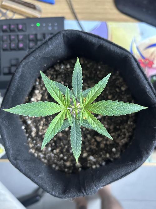 BLUE ZUSHI. Week 7