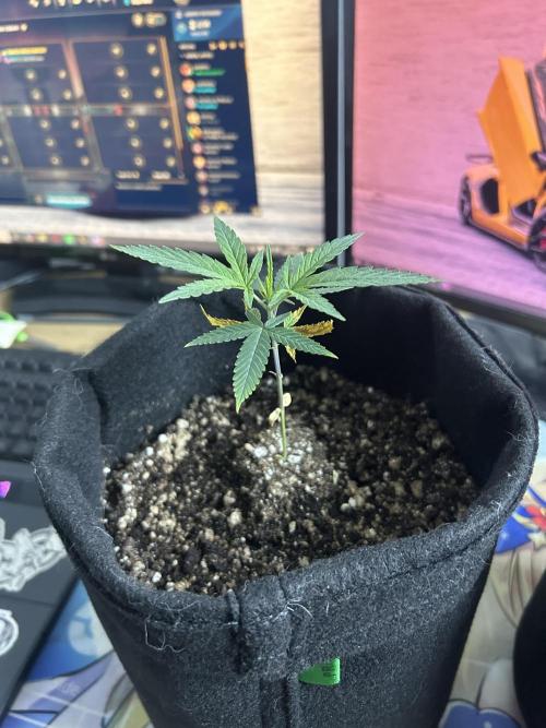 BLUE ZUSHI. Week 7