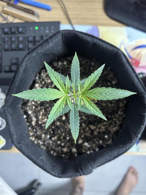 BLUE ZUSHI. Week 7