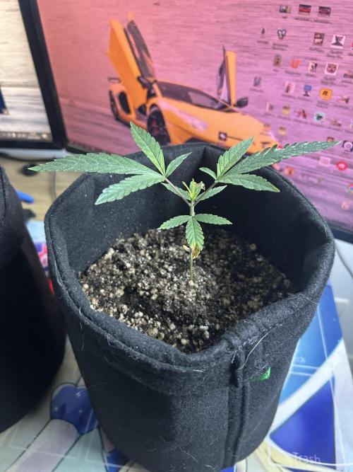 BLUE ZUSHI. Week 7