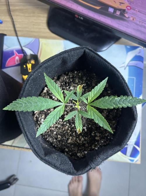 BLUE ZUSHI. Week 7