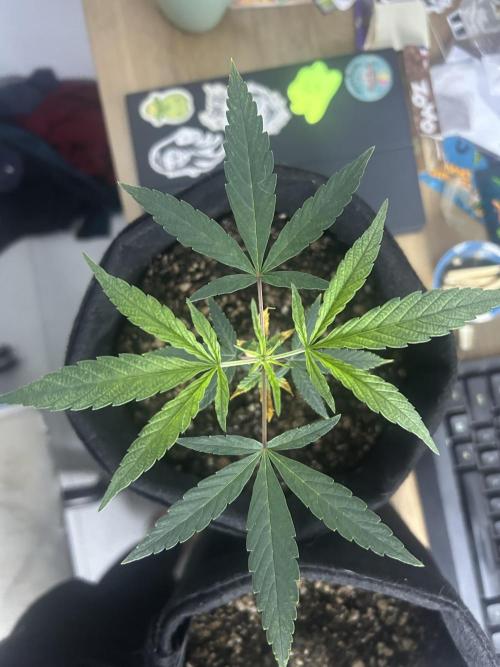 BLUE ZUSHI. Week 8