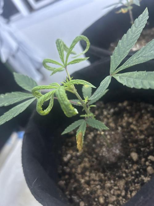 BLUE ZUSHI. Week 8