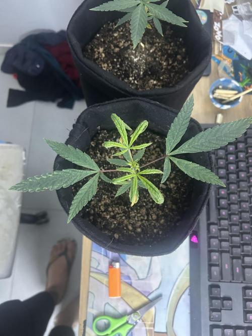 BLUE ZUSHI. Week 8