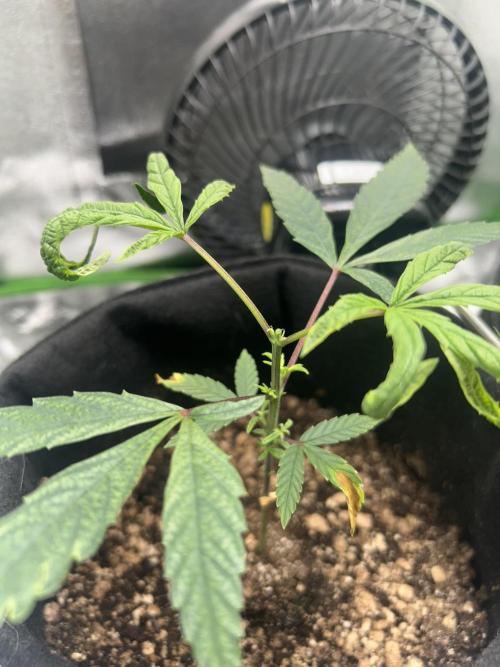 BLUE ZUSHI. Week 8