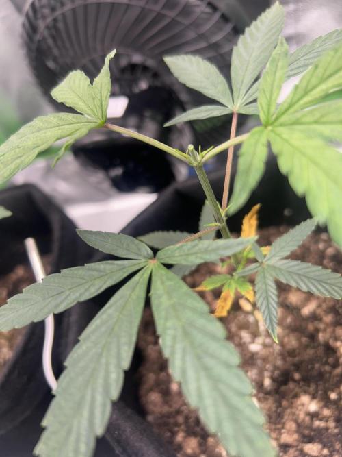 BLUE ZUSHI. Week 8