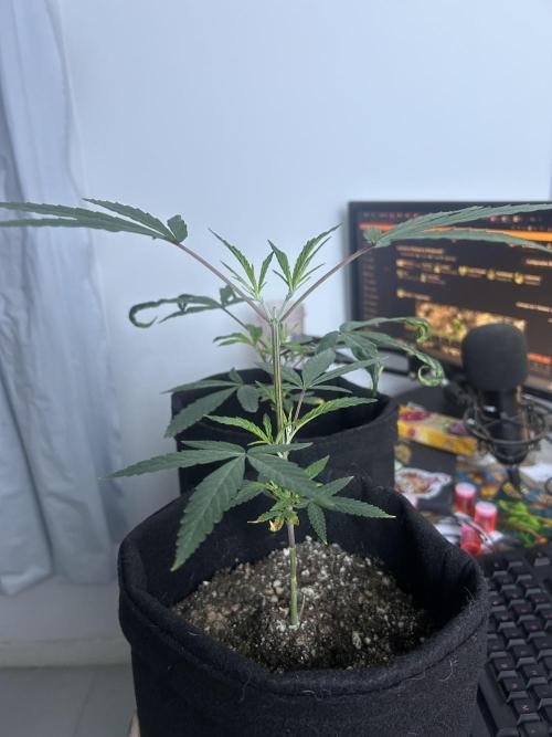 BLUE ZUSHI. Week 9