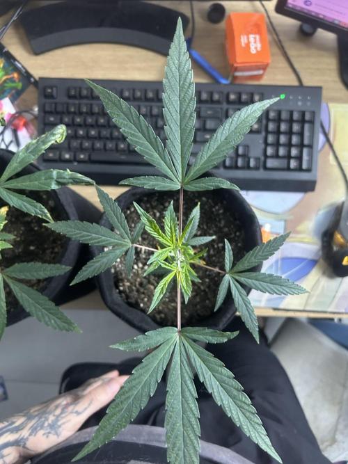BLUE ZUSHI. Week 9