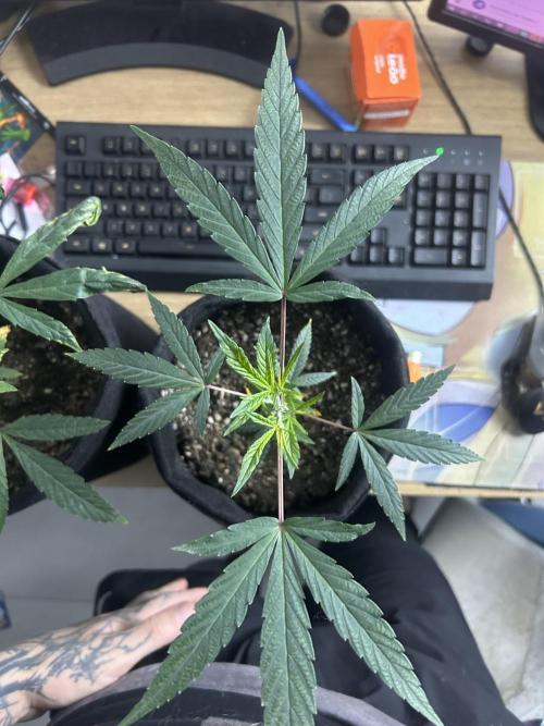 BLUE ZUSHI. Week 9