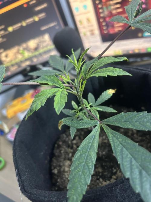 BLUE ZUSHI. Week 9