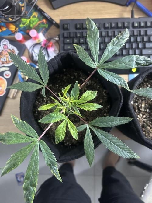 BLUE ZUSHI. Week 9
