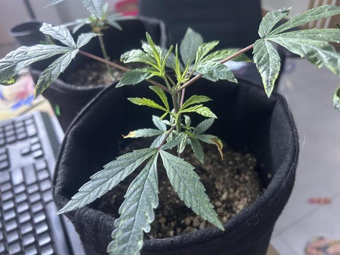 BLUE ZUSHI. Week 9