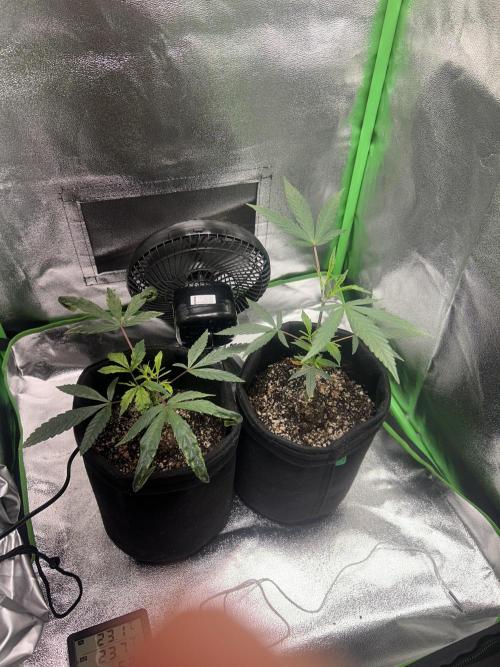 BLUE ZUSHI. Week 9