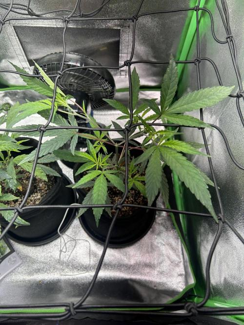 BLUE ZUSHI. Week 10