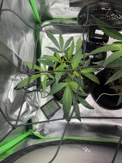 BLUE ZUSHI. Week 10