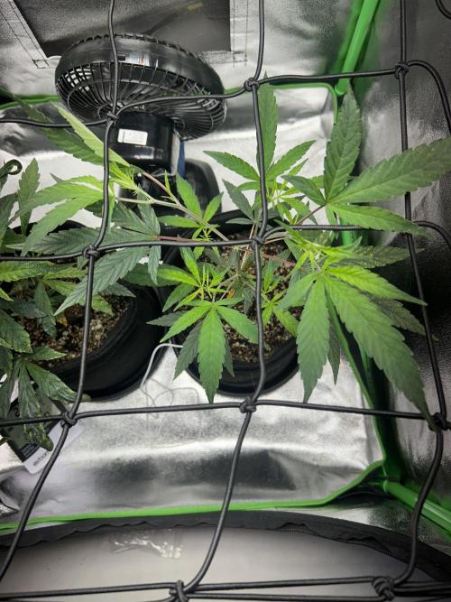 BLUE ZUSHI. Week 10