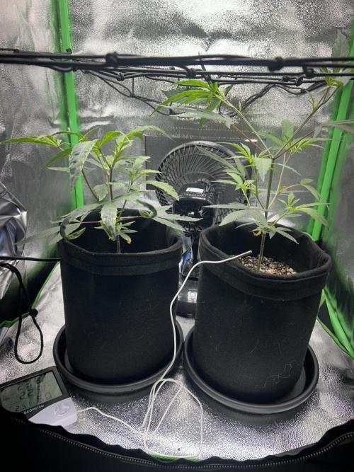 BLUE ZUSHI. Week 10