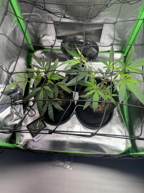 BLUE ZUSHI. Week 10