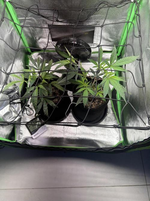 BLUE ZUSHI. Week 10