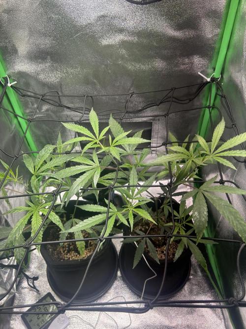 BLUE ZUSHI. Week 11