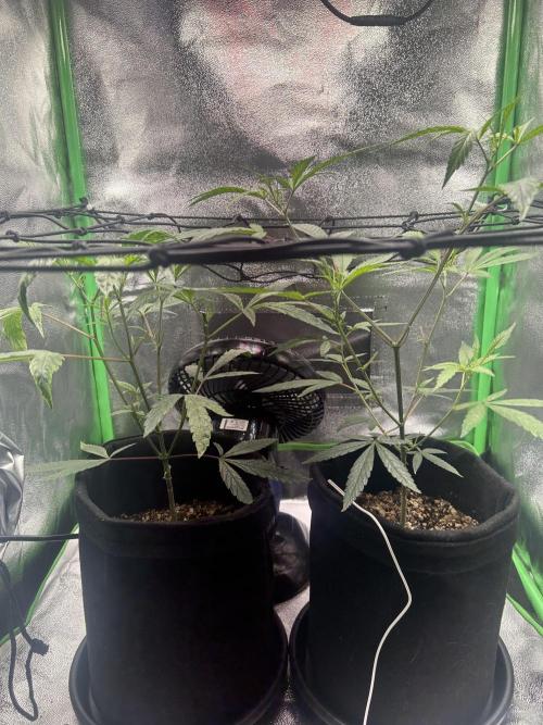 BLUE ZUSHI. Week 11