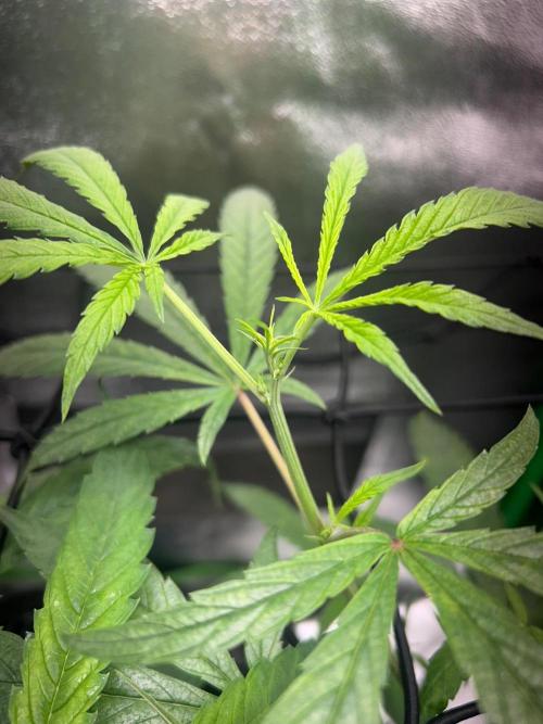 BLUE ZUSHI. Week 12