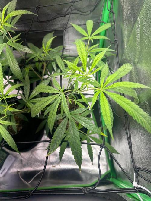 BLUE ZUSHI. Week 12
