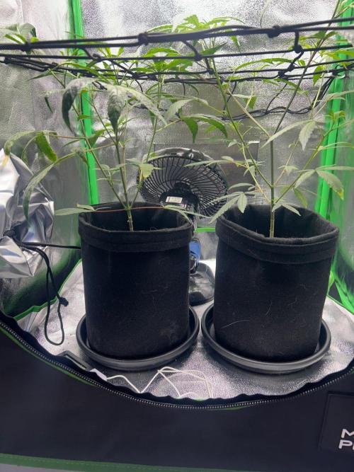BLUE ZUSHI. Week 12