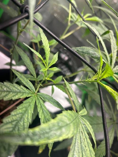 BLUE ZUSHI. Week 12