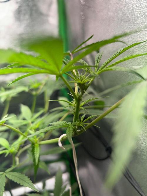 BLUE ZUSHI. Week 13