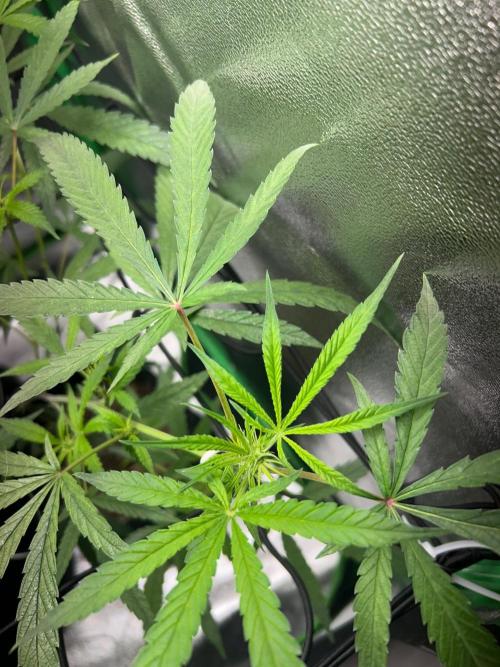 BLUE ZUSHI. Week 13