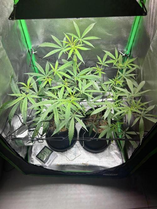 BLUE ZUSHI. Week 13