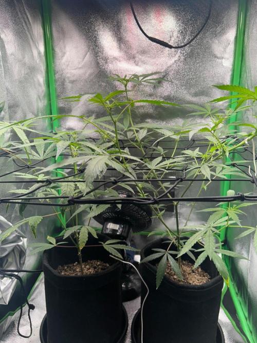 BLUE ZUSHI. Week 13