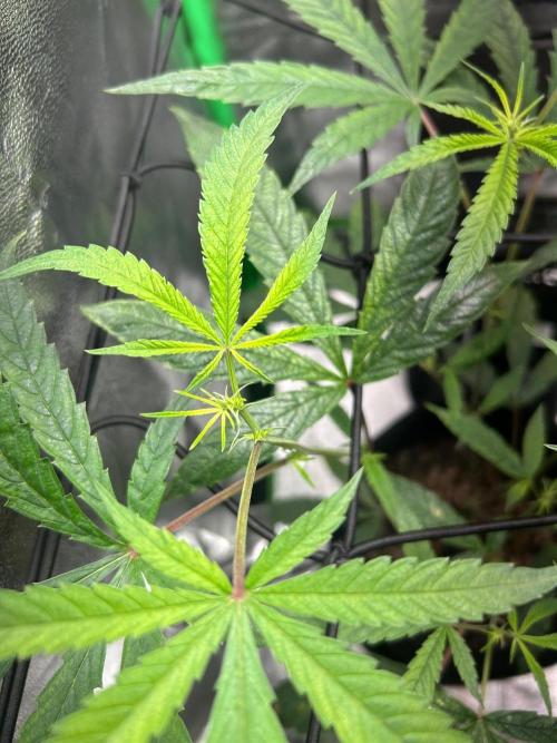 BLUE ZUSHI. Week 13