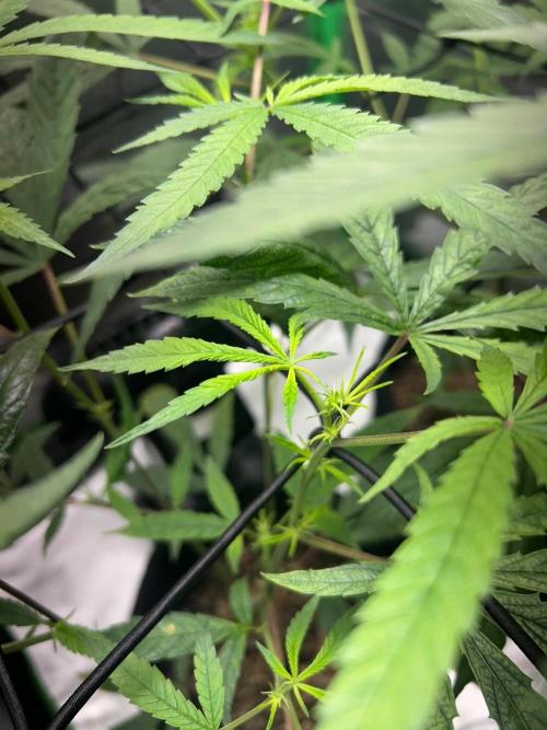 BLUE ZUSHI. Week 13