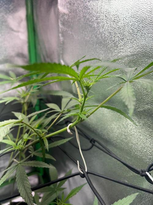 BLUE ZUSHI. Week 13