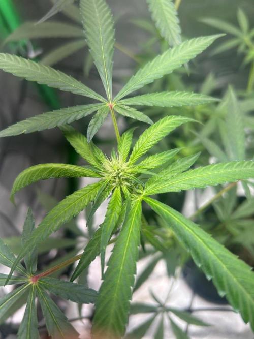 BLUE ZUSHI. Week 14