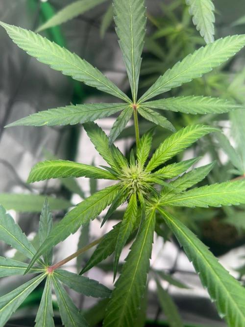 BLUE ZUSHI. Week 14
