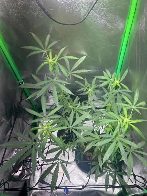 BLUE ZUSHI. Week 14