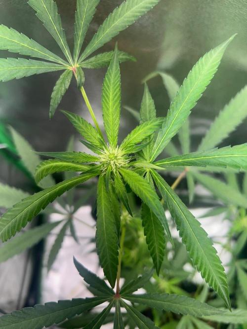 BLUE ZUSHI. Week 14