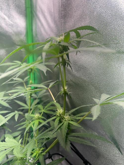BLUE ZUSHI. Week 14
